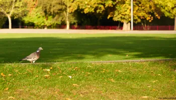 Queens Park Pigeon.jpg